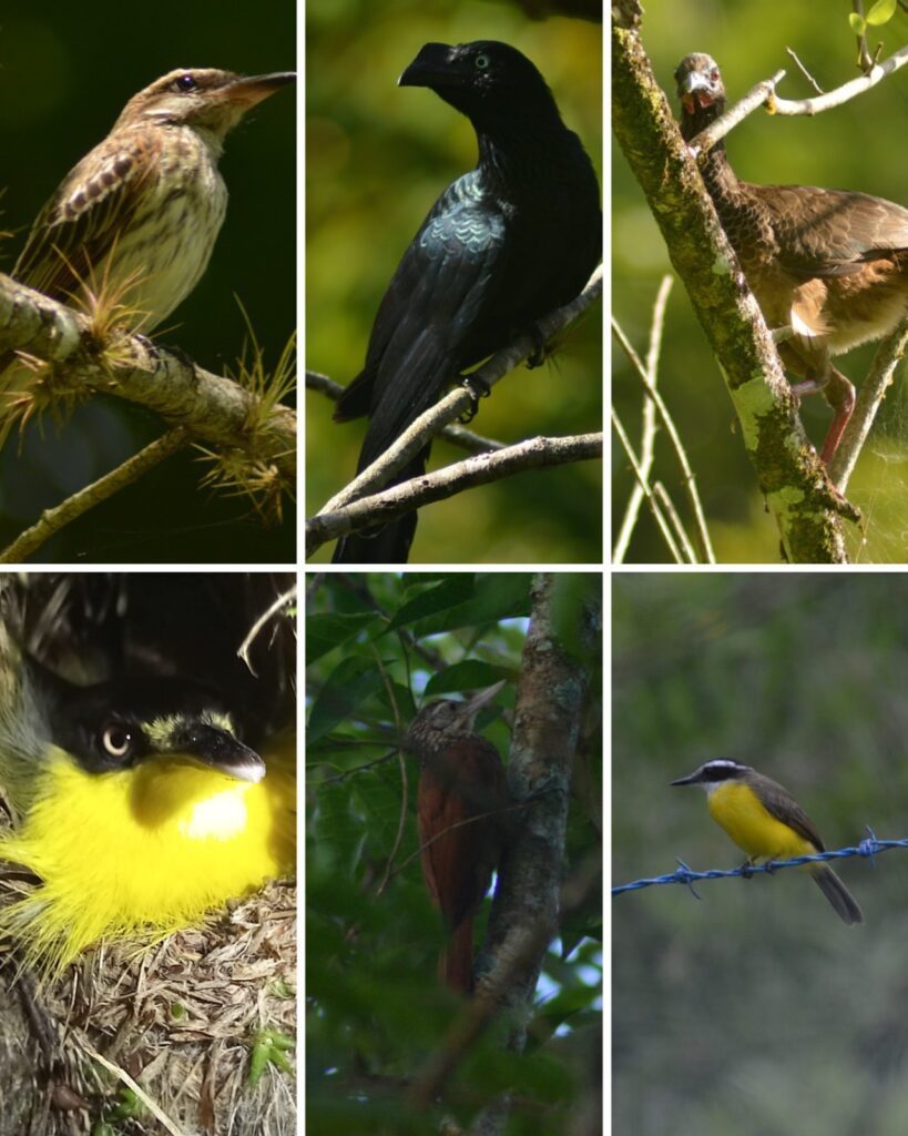 Collage de seis especies de aves observadas en el Magdalena Centro